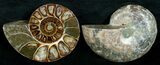 Cut & Polished Desmoceras Ammonite - #5394-1